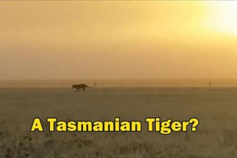 Nəsli kəsilmiş Tasmaniya canavarı kameraya düşüb 
