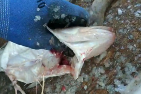 Zaqatalada maraqlı OLAY: balığın qarnından ilan çıxdı - VİDEO
