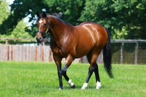Dünyanın ən bahalı atı - Qiyməti açıqlandı