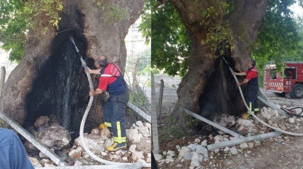 300 il yaşı olan ağac yandırıldı - CİNAYƏT İŞİ AÇILDI - ŞƏKİL