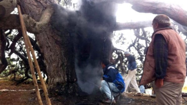 300 il yaşı olan ağac yandırıldı - CİNAYƏT İŞİ AÇILDI - ŞƏKİL