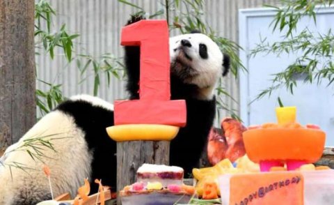 Qeyri-adi doğum günü məclisi 18 panda balası üçün təşkil olundu