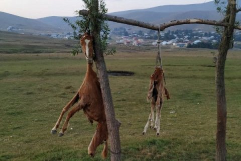 Azərbaycanda görünməmiş vəhşilik: At və balasını öldürüb, dirəkdən asdılar