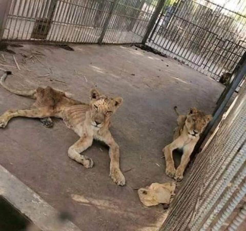 Zooparkdan paylaşılan ŞƏKİLLƏR hamını heyrətə gətirdi