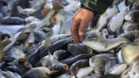 2019-cu ildə balıqçılar tərəfindən kvota üçün 101,6 min manat ödənilib