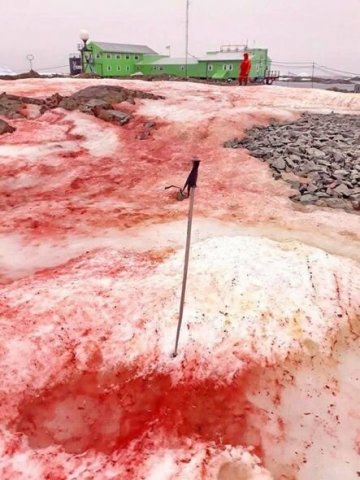 Antarktidaya qırmızı qar yağdı