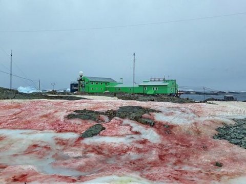 Antarktidaya qırmızı qar yağdı