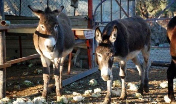 Qızıldan bahalı eşşək südü 