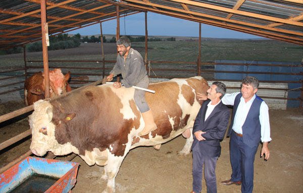 2,2 tonluq qurbanlıq buğa hər kəsi heyrətə saldı 