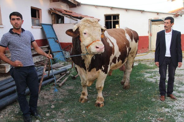 2,2 tonluq qurbanlıq buğa hər kəsi heyrətə saldı 