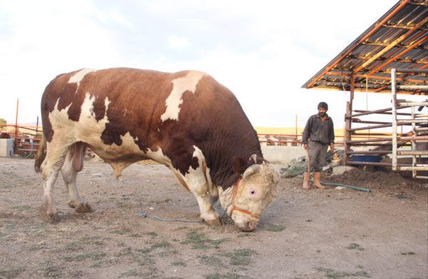 2,2 tonluq qurbanlıq buğa hər kəsi heyrətə saldı 