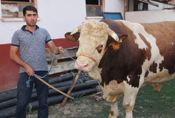 2,2 tonluq qurbanlıq buğa hər kəsi heyrətə saldı 