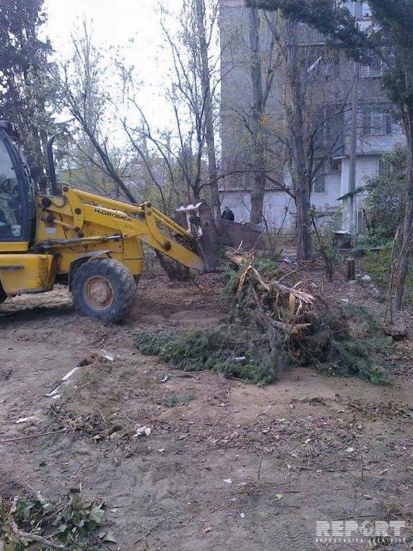 Bakıda ağaclar kütləvi şəkildə kəsildi