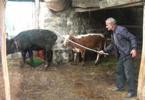 Süni mayalanma ilə doğuldu - Belində quyruq əmələ gəldi 