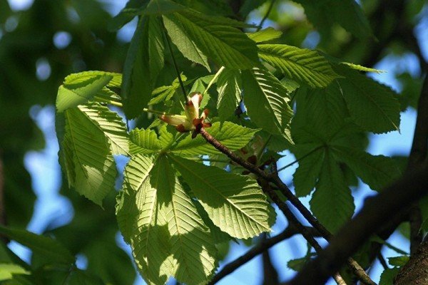 Həyəcan siqnalı: Böyük sərvətimizi itirmək üzrəyik