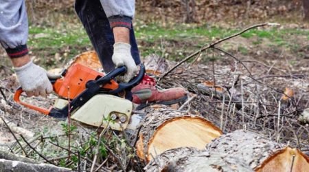 Ağac kəsintisi ilə bağlı cinayət işi açıldı