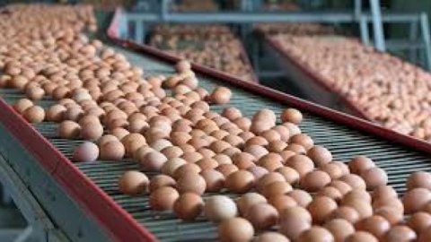 Yumurta qalmaqalı Avropanı bürüyür Yumurta qalmaqalı Avropanı bürüyür