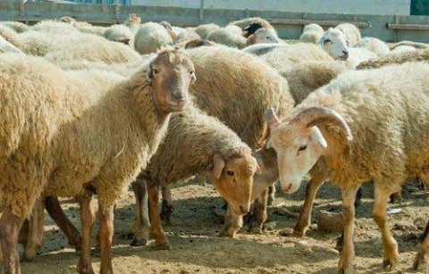 Bakıda Qurban yarmarkaları 