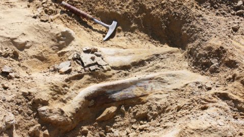 İNANILMAZ TAPINTI: ABŞ-da 6 tonluq, 9 metr hündürlükdə dinozavr tapıldı 