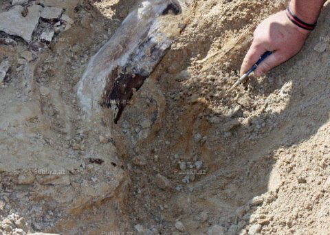 İNANILMAZ TAPINTI: ABŞ-da 6 tonluq, 9 metr hündürlükdə dinozavr tapıldı 