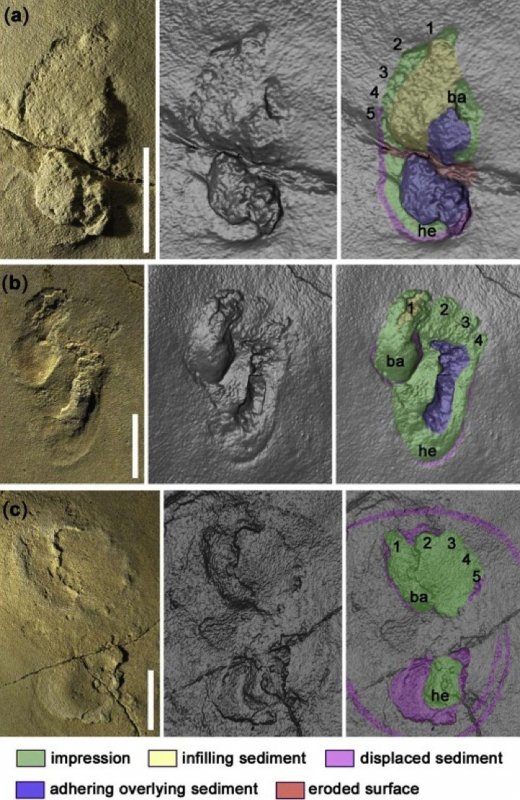 Müəmmalı ayaq izləri – 5,7 milyon il əvvəl insan olub?