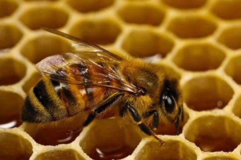 Süni mayalanma yolu ilə cins ana arı yetişdirildi 