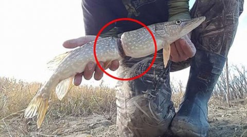 Bu balığın belindəki əşya nədir?