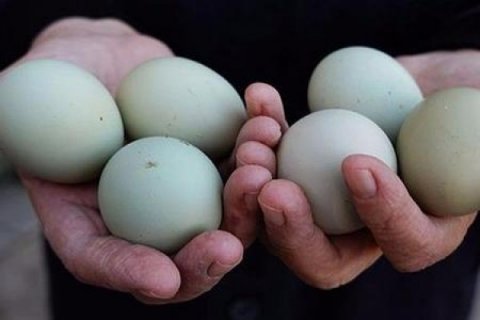 Bir ədədi 5 manata satılan yaşıl yumurta faydası nədir?