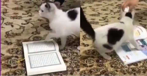 Pişik Quran kitabına ayağını basmadı - Başqa kitabı isə...