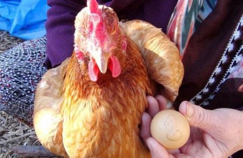 Toyuq "qızıl" yumurtladı: 500 manat satılır