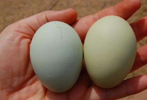 Mavi-yaşıl yumurtanın - inanılmaz faydaları