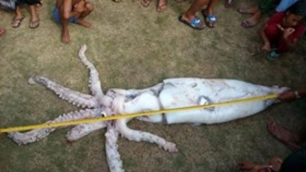Balıqçılar ŞOKDA - Dənizdən 2,5 metr uzunluğunda canlı tapıldı