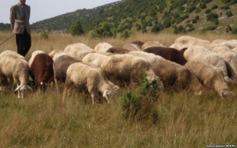 Qoyun otararkən kəndlisi ilə rastlaşdı, kolluğa apardı və... - Azərbaycanda ŞOK OLAY