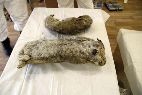 43 min 500 yaşı olan nəsli kəsilmiş heyvan tapıldı: həyata qaytarılacaq