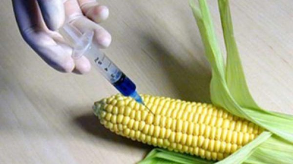 GMO məhsullar Azərbaycana HARADAN GƏTİRİLİR?