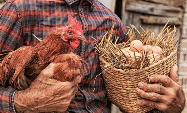 İstehsalından bir gün əvvəl satışa çıxarılan yumurtalarla bağlı - AÇIQLAMA