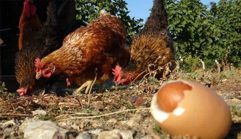 Yumurtanın içindən bütöv yumurta çıxdı - VİDEO