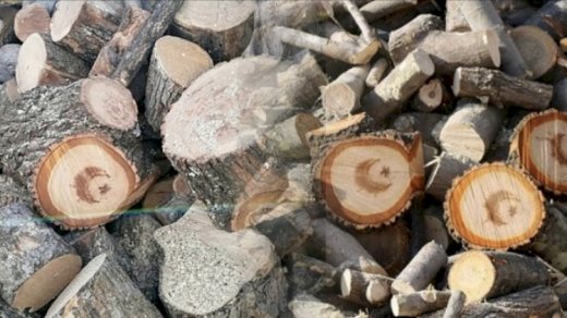 Türkiyə şokda: Kəsilmiş ağacın gövdəsindən ay-ulduz fiquru çıxdı - Şəkillər