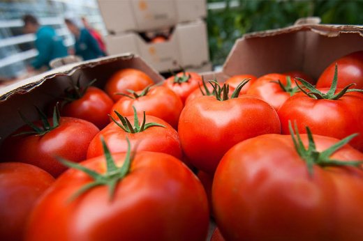 Rusiya Türkiyədən pomidor idxalı kvotasını artırdı, Azərbaycan 31 milyon dollar itirdi