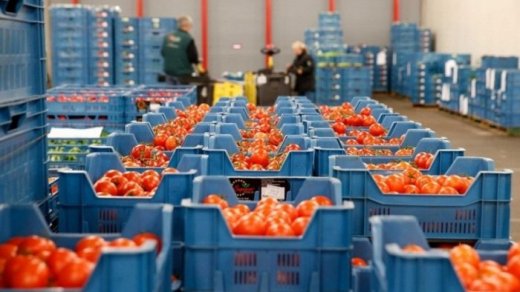 Şəmkirdə 4 ton pomidor 75 manata satıldı - Bazar ələ keçirilib