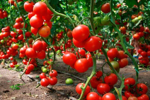 Özbəkistanda COVID vaksinli pomidorlar yetişdirilir