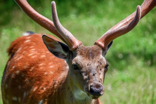 Koronavirus ilk dəfə vəhşi marallarda tapıldı